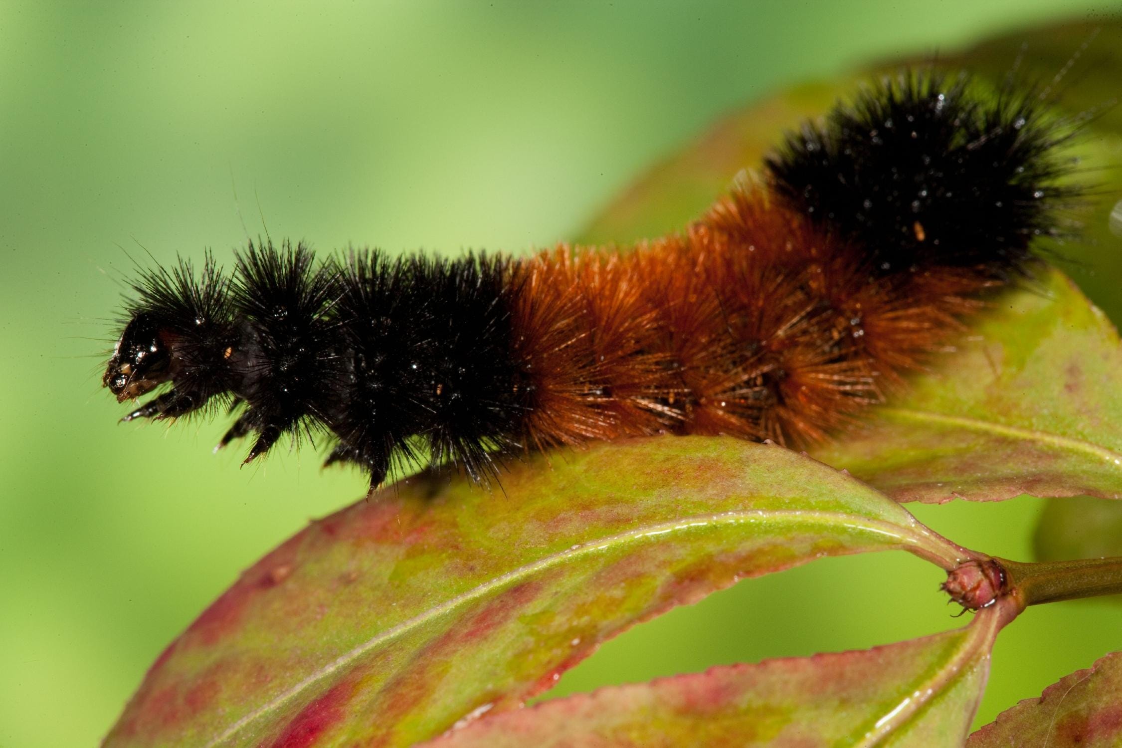 wooly teddy bear caterpillar